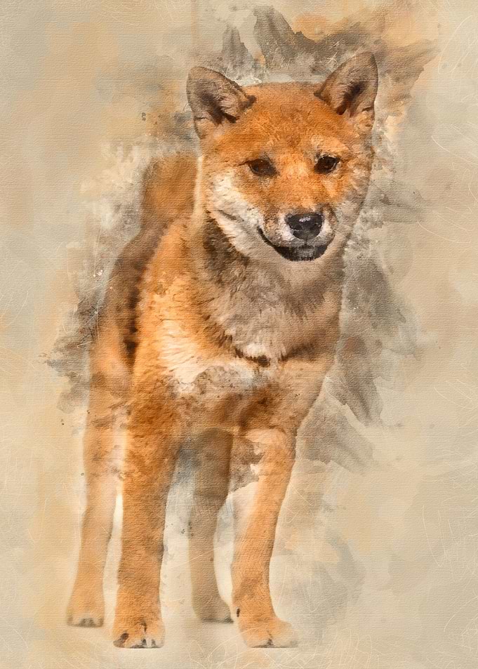 Shiba Inu dog standing aga