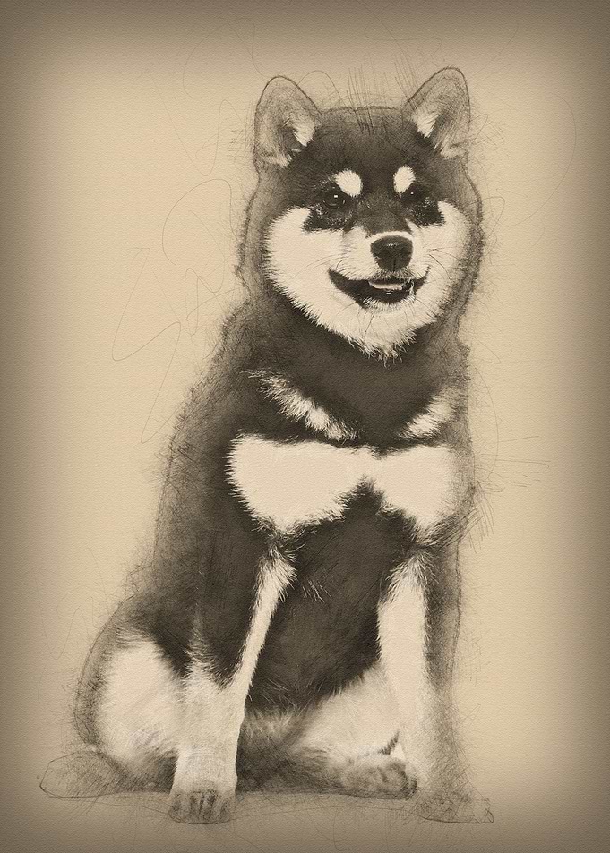 Shiba Inu puppy 45 months