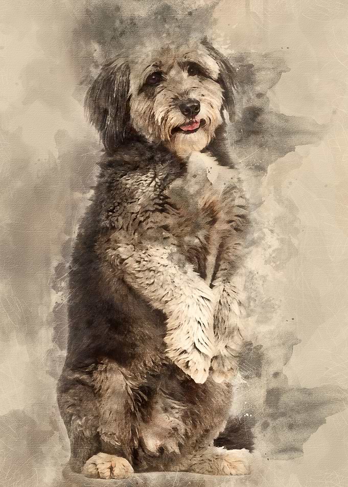 Crossbreed 4 years old sta