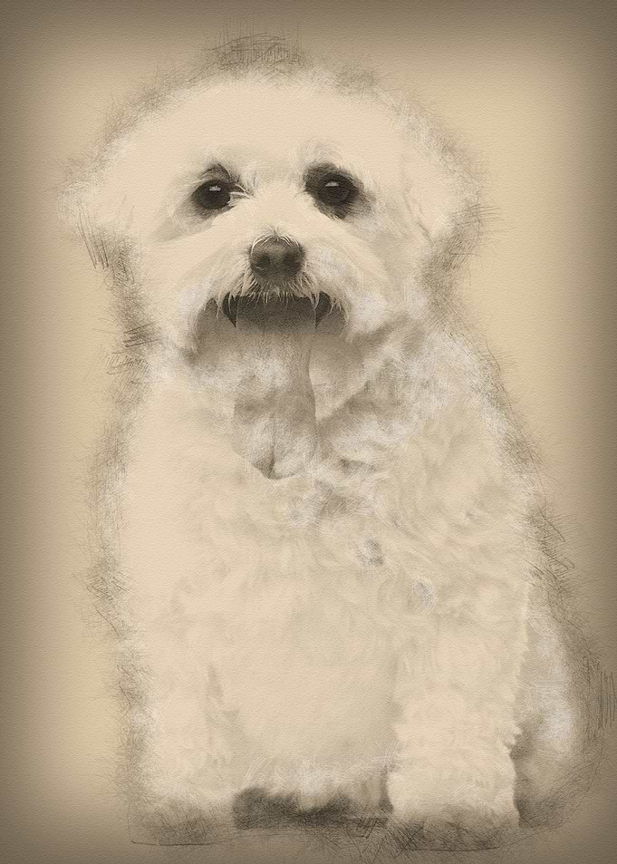 Maltese with tongue out 5