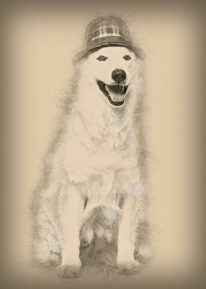 Swiss White Shepherd dog