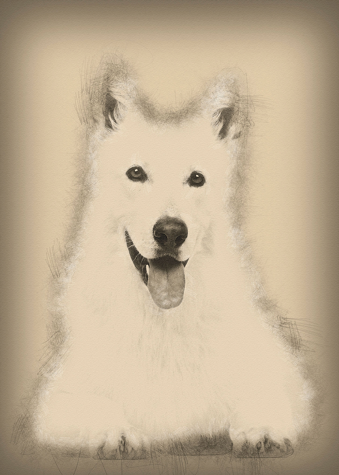 Swiss Shepherd dog 5 years