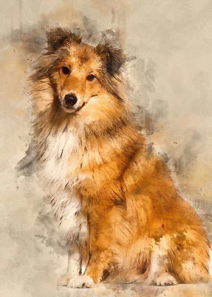 Shetland Sheepdog sitting