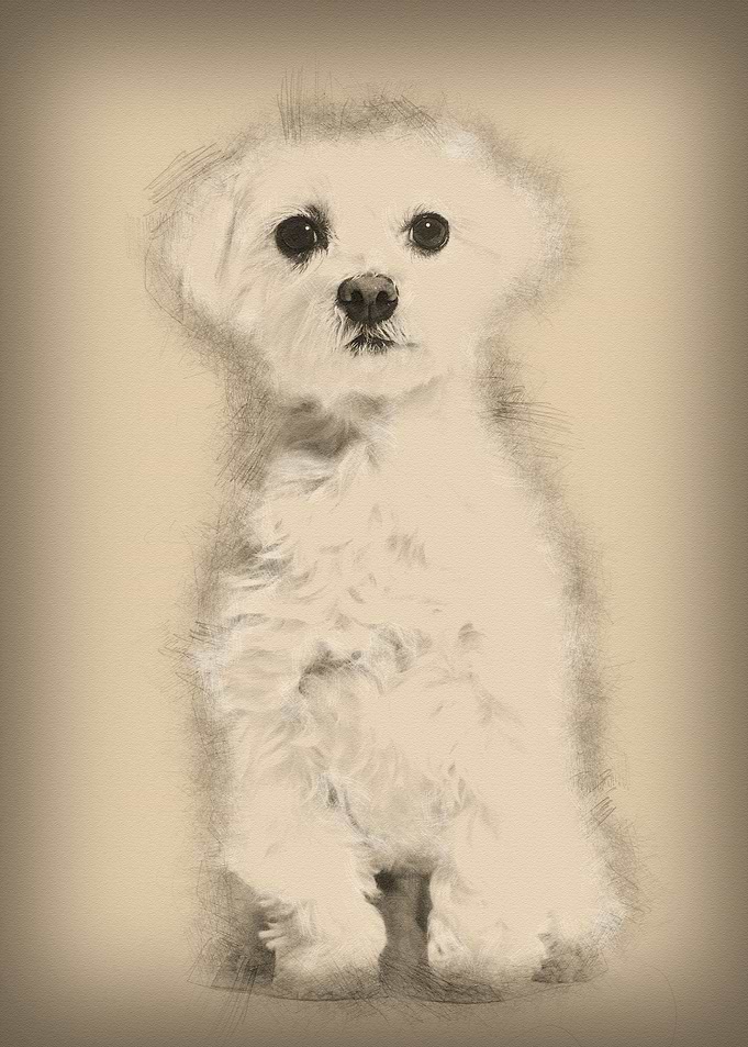 Maltese dog sitting agains