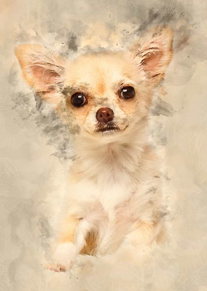 Chihuahua 4 months old loo