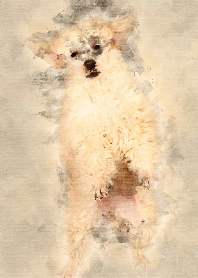 Flying Poodle puppy agains