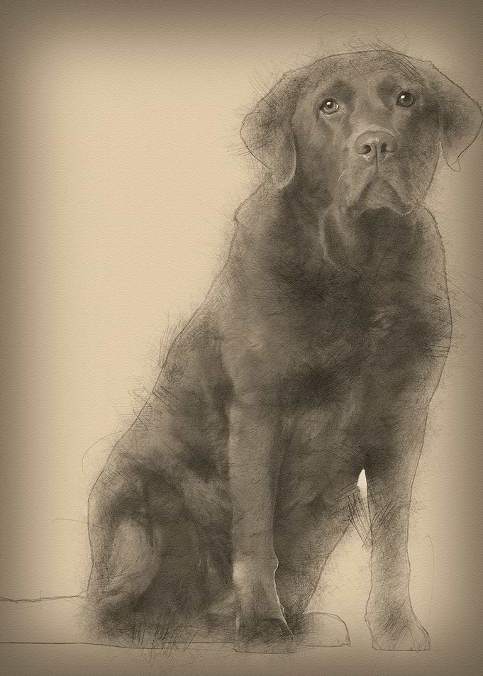 Labrador Retriever 8 years