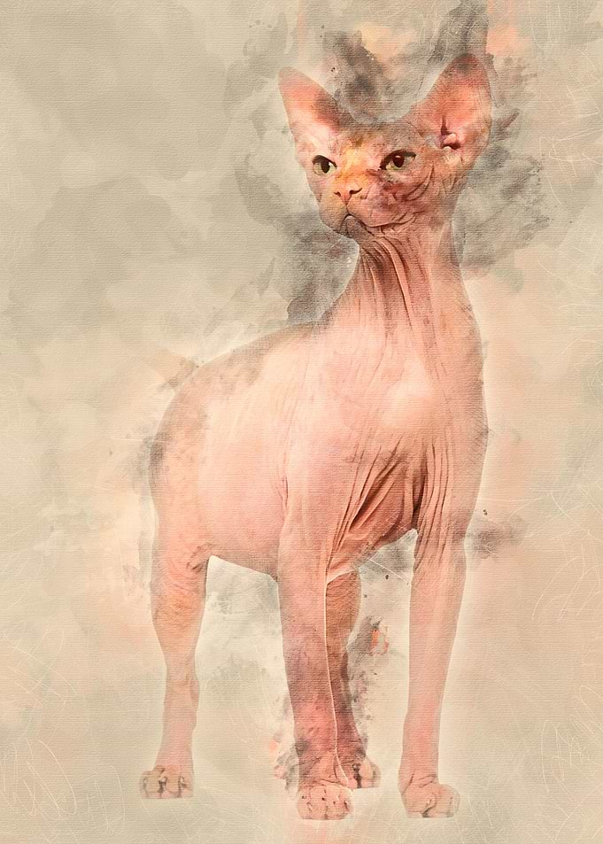 Sphynx 4 years old against