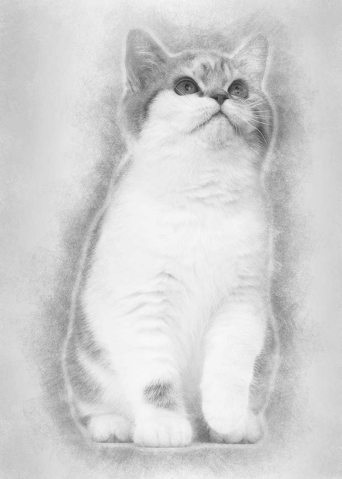 British Shorthair kitten 3