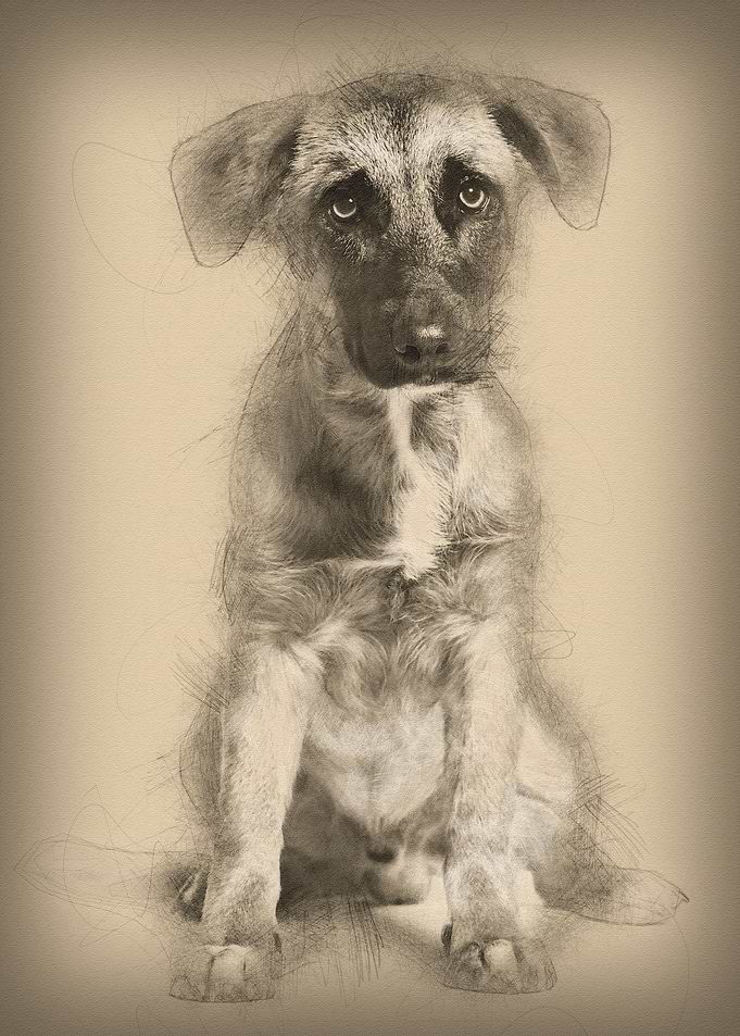 Mixedbreed dog 7 months o