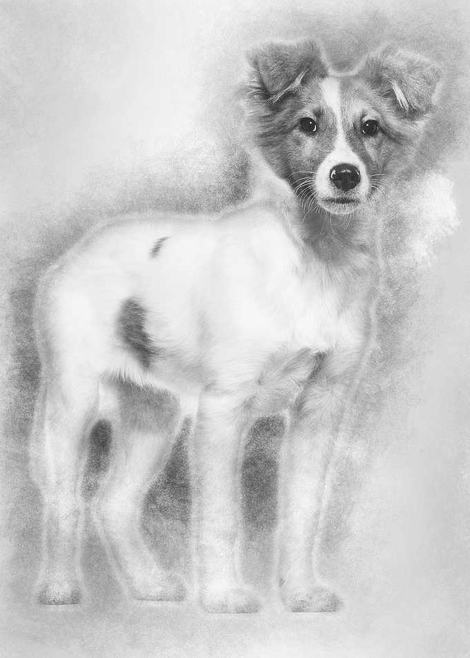 Mixedbreed dog standing a