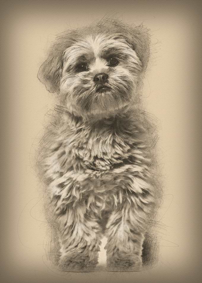 Lhasa apso dog 8 months ol
