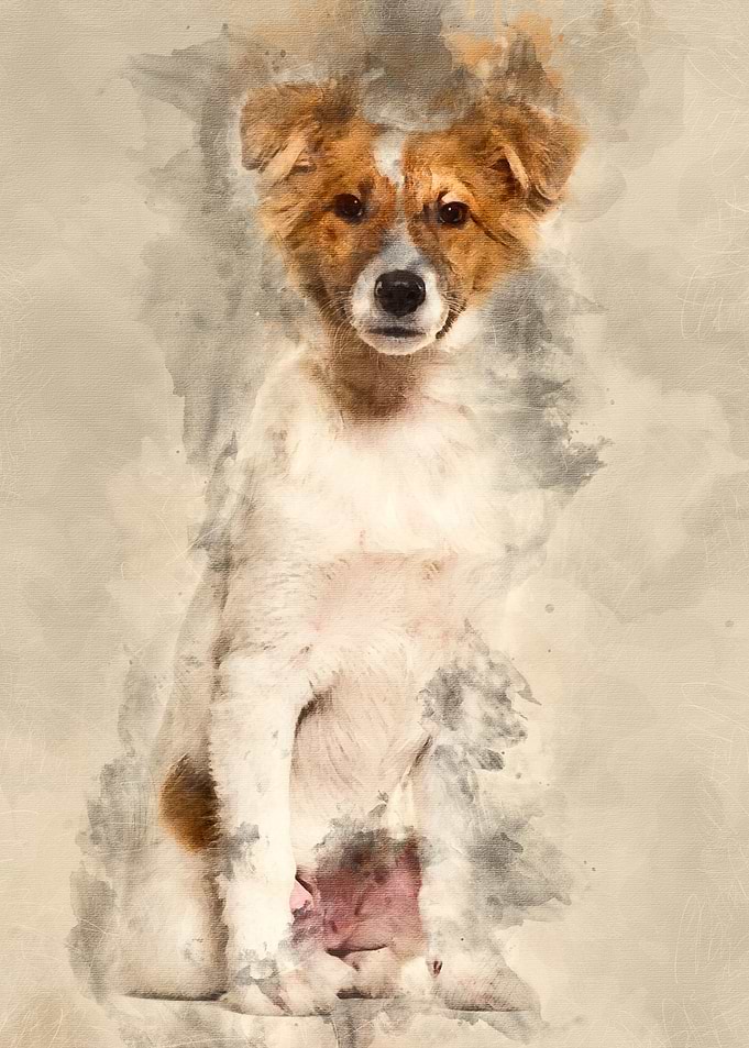 Mixedbreed dog sitting ag