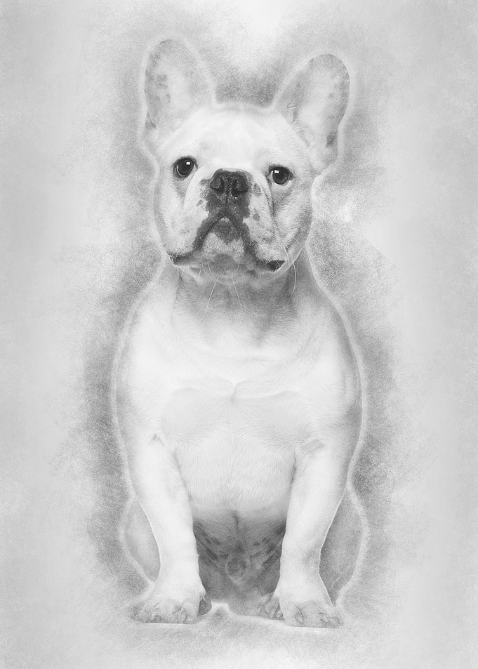 French Bulldog 7 months ol