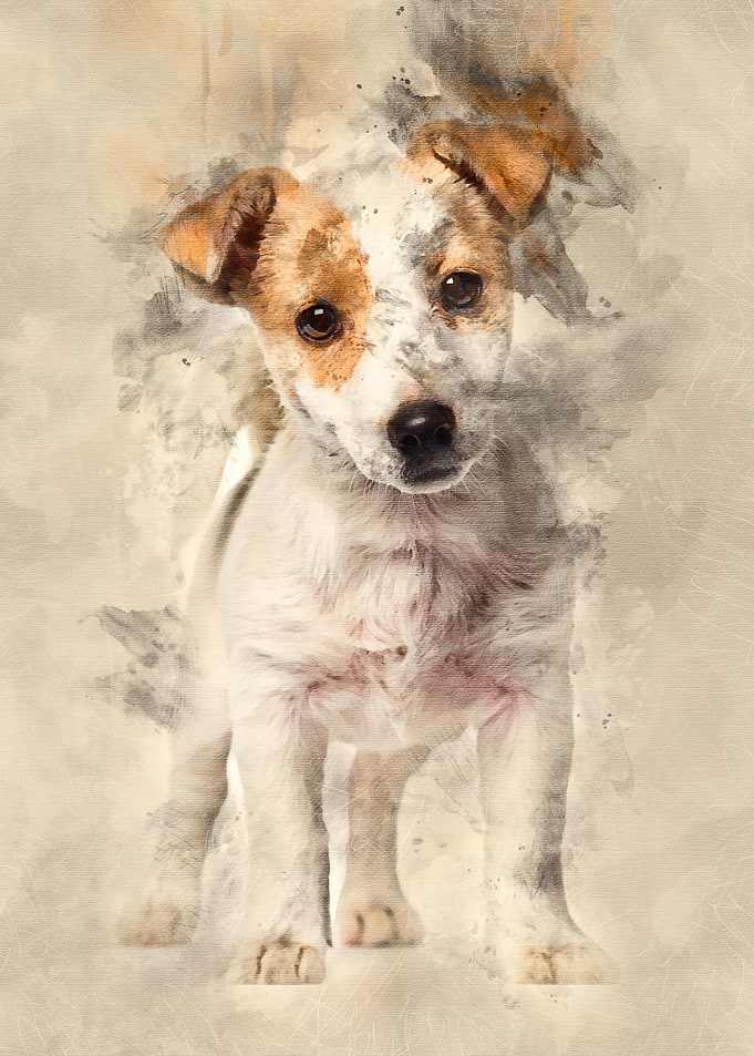 Jack Russell puppy 3 month