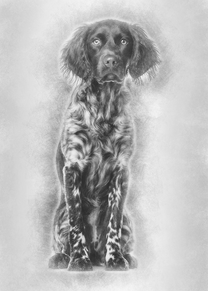 Munsterlander dog 9 month