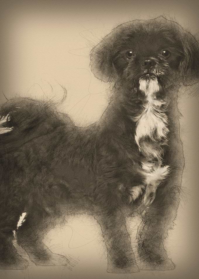 Shih Tzu standing