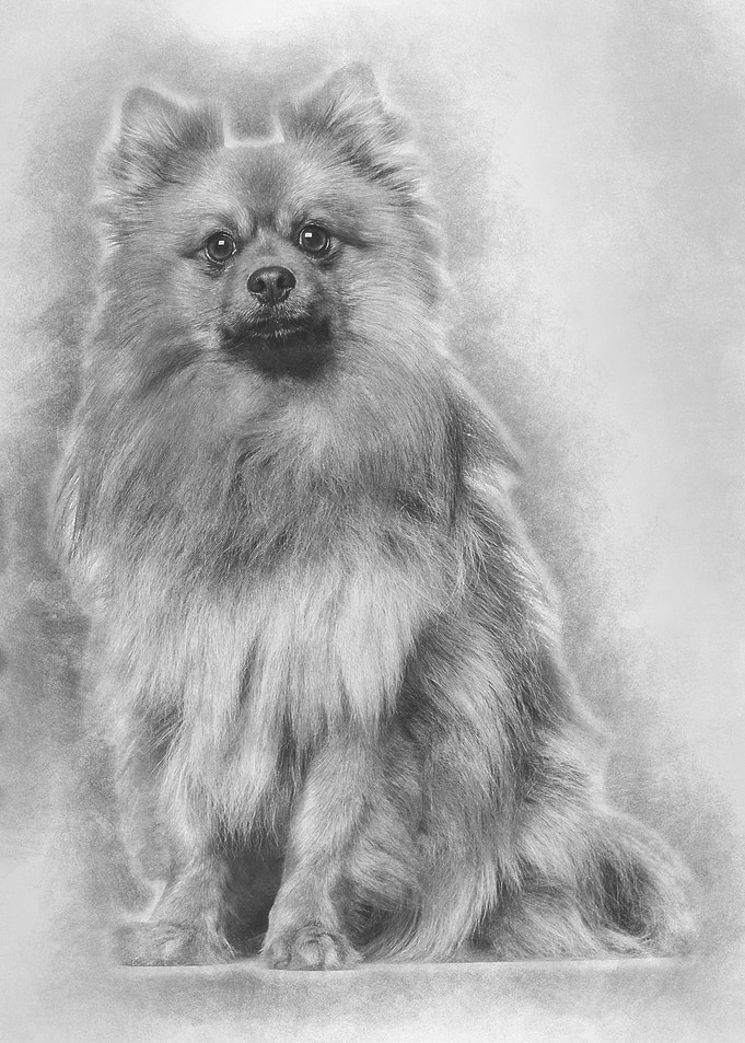 Keeshond dog sitting again