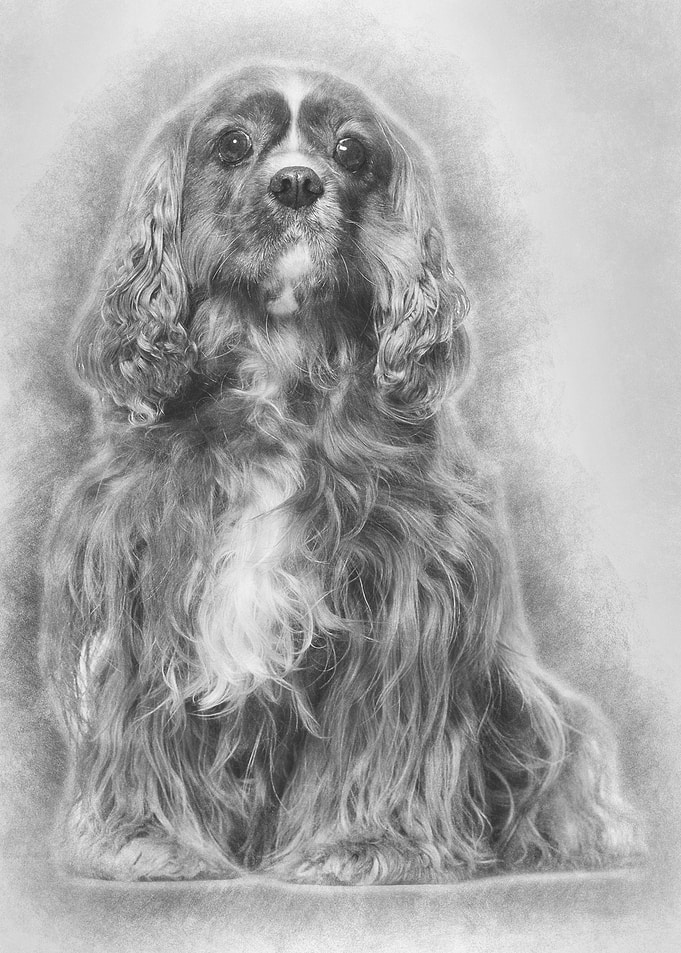 Cavalier King Charles Span