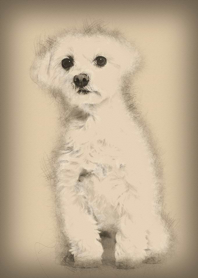 Maltese dog sitting agains