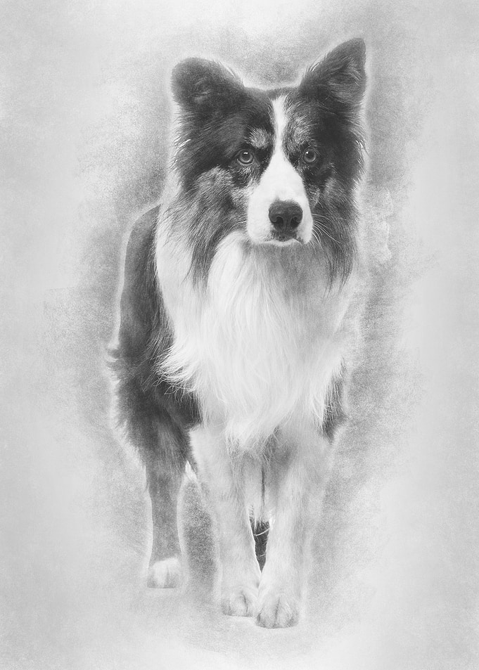 Border Collie 85 years ol