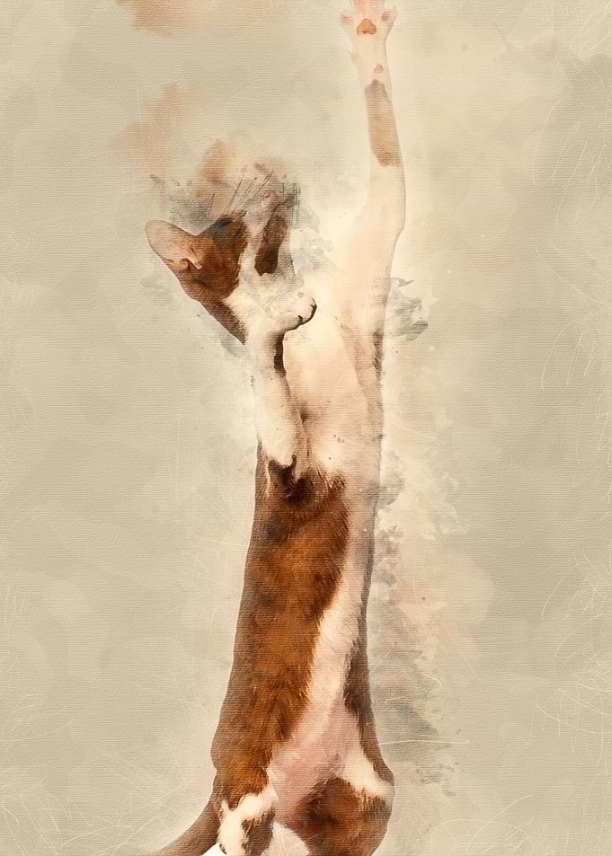 Oriental Shorthair standin