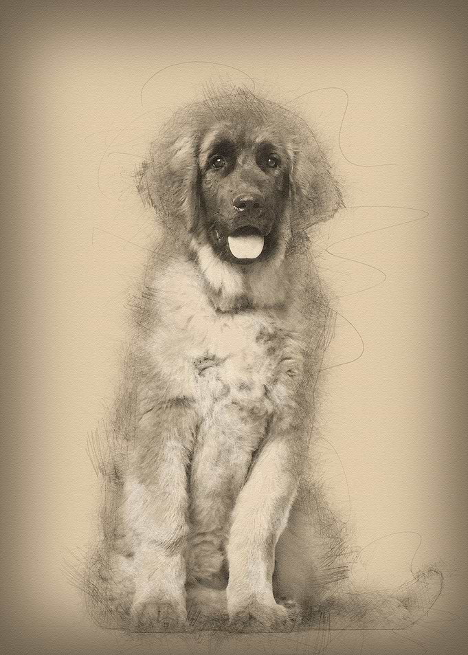 Leonberger puppy 4 months