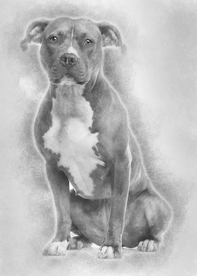 American Staffordshire Ter