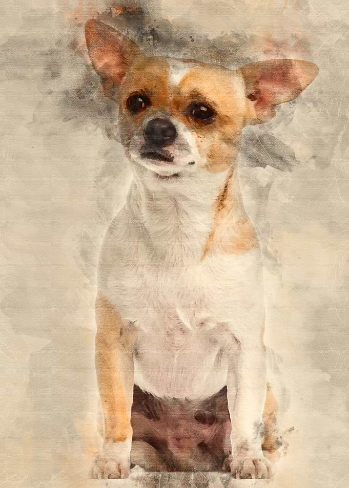 Chihuahua 2 years old sitt