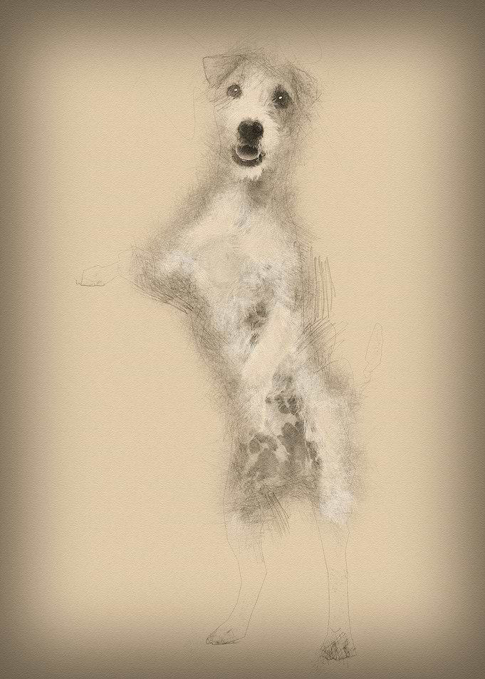 Parson Russell Terrier sta