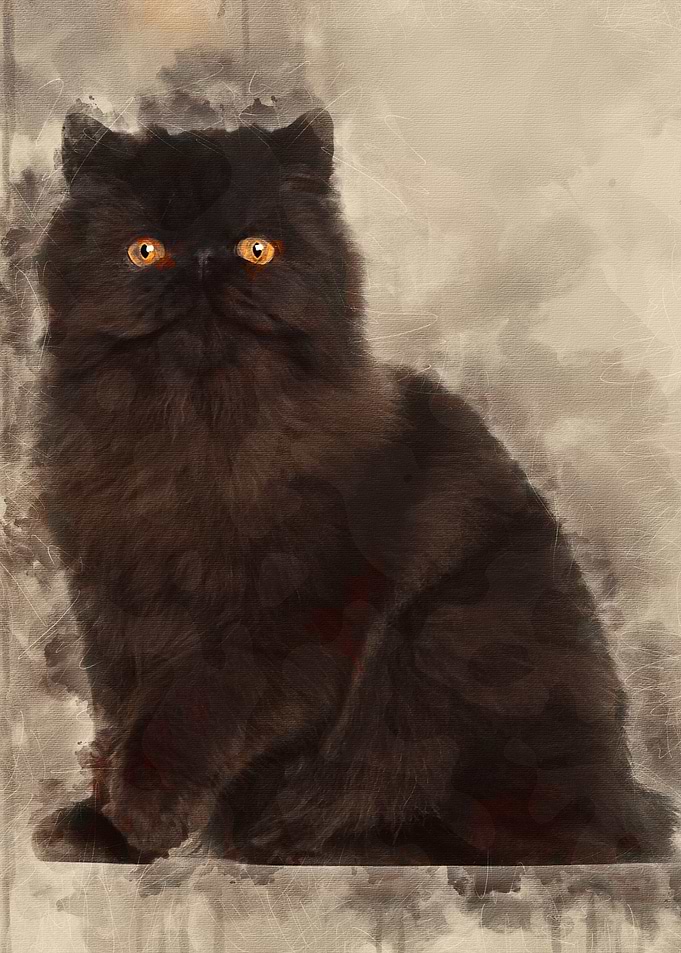 Portrait of Persian cat 7