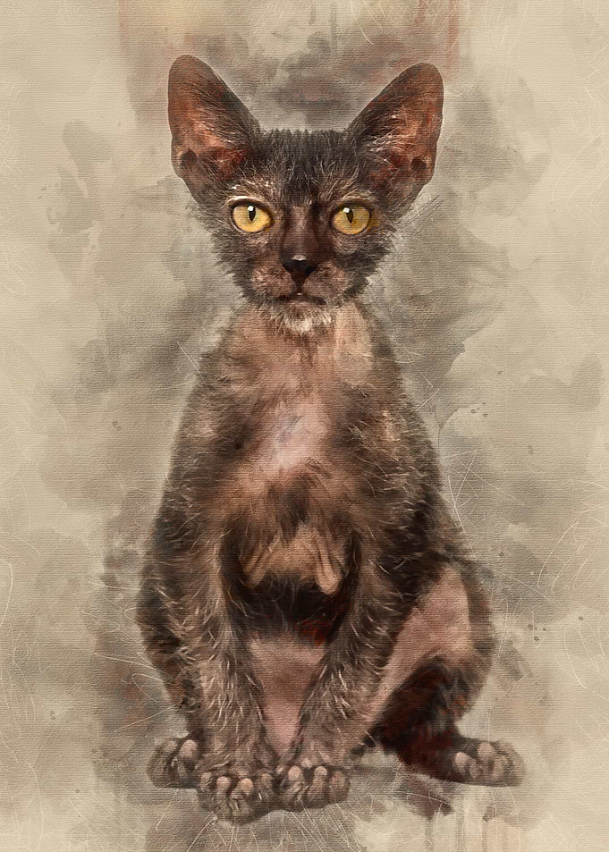 Kitten Lykoi cat 3 months