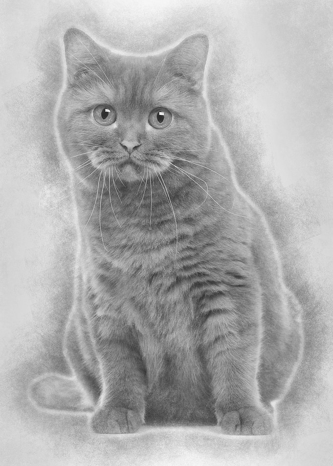 British Shorthair 20 month