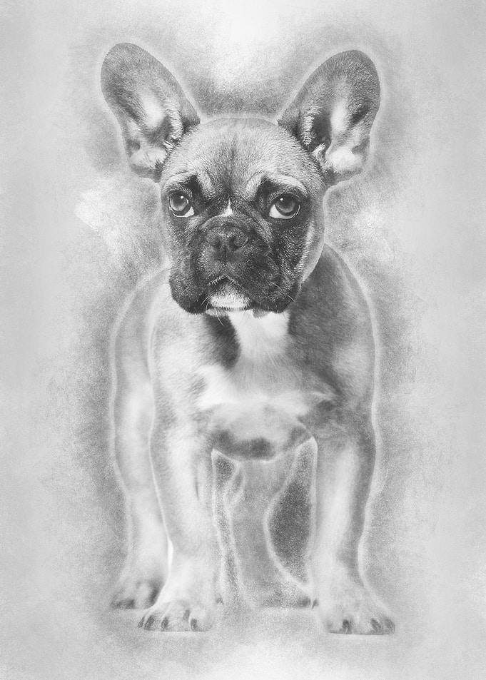 French Bulldog 5 months ol