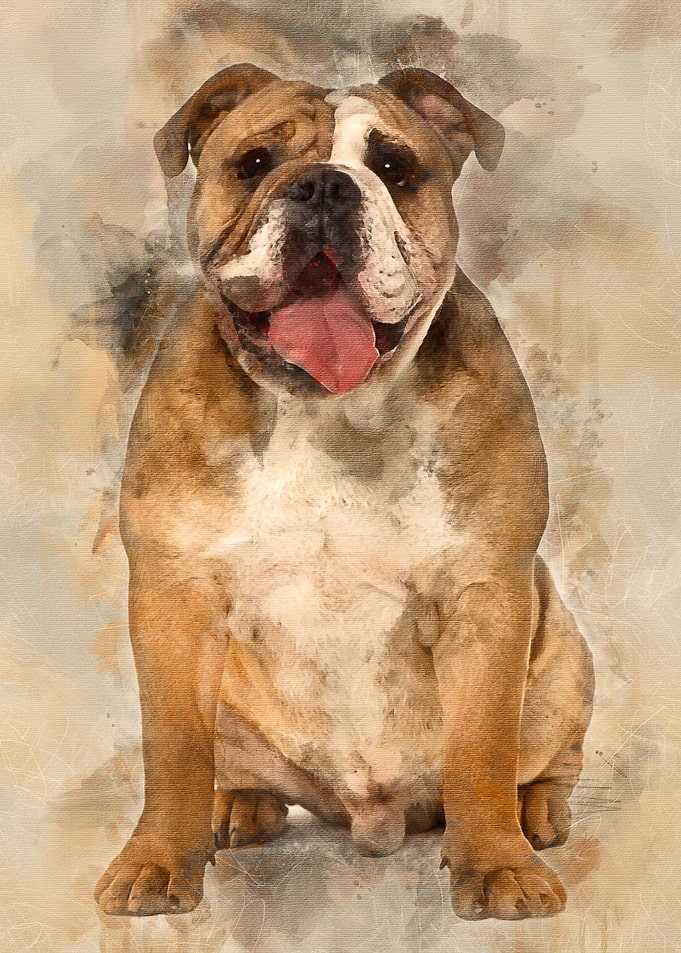 English bulldog 9 months o