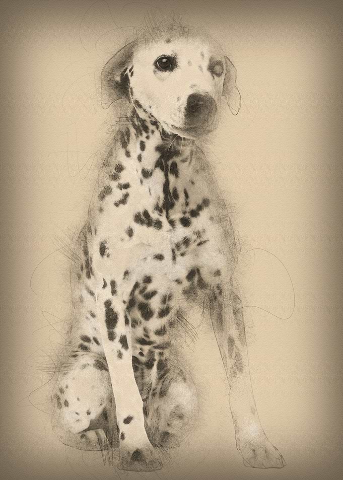 Oneeyed Dalmation 10 years