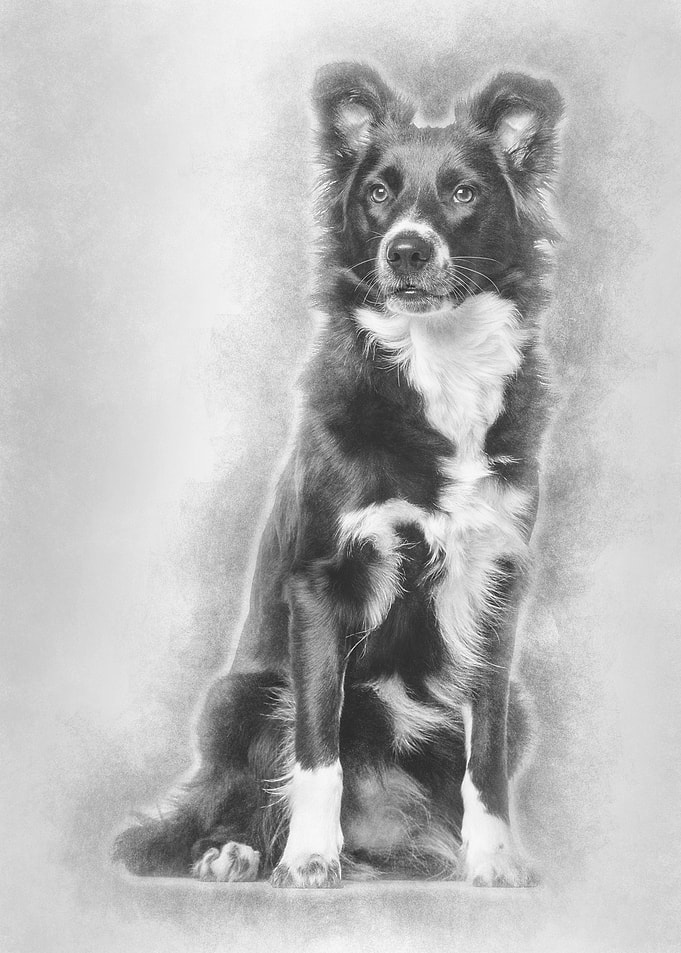 Border Collie dog 1 year o