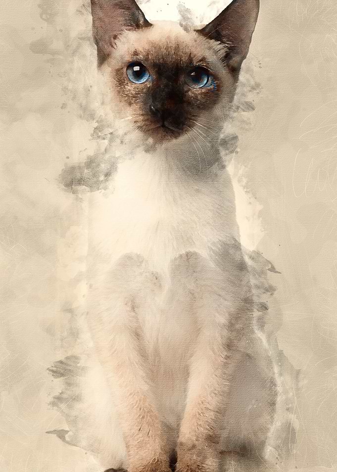 Thai kitten 5 months old s