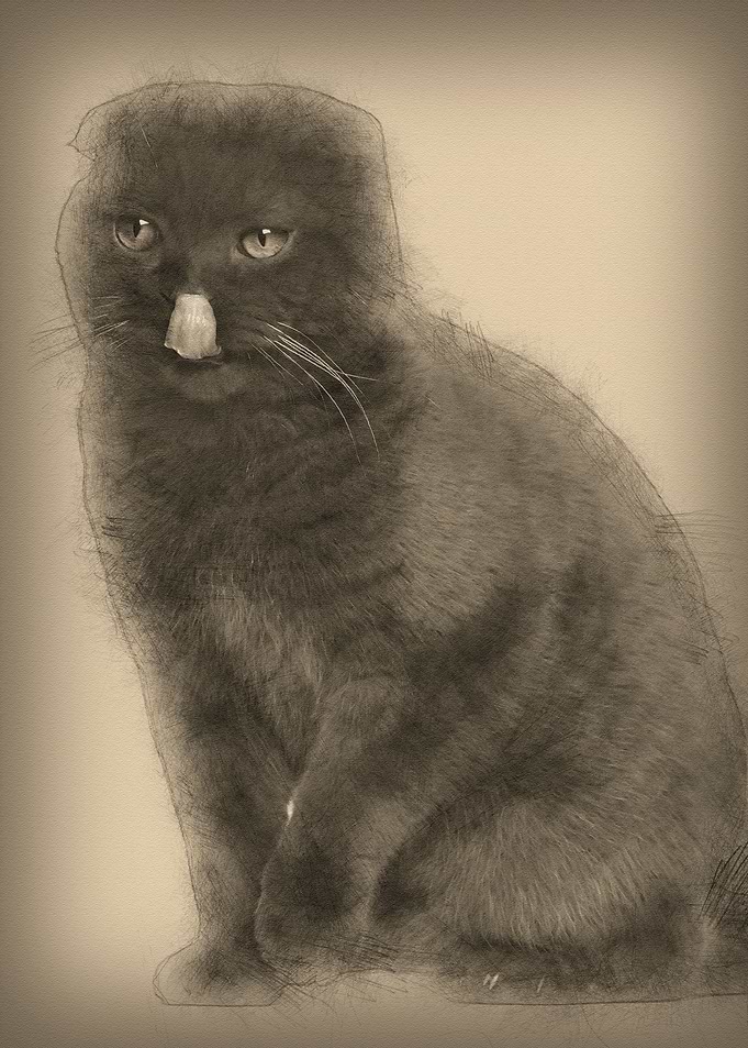 Scottish Fold cat 1 year o