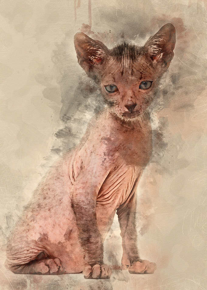 Kitten Lykoi cat 7 weeks o