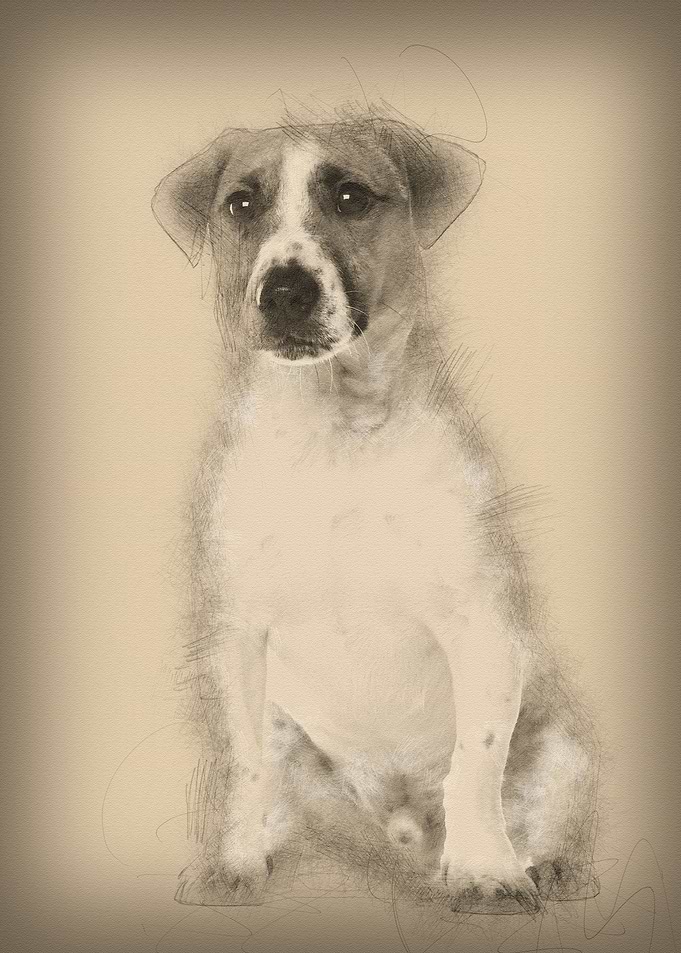 Portrait of Jack Russell T