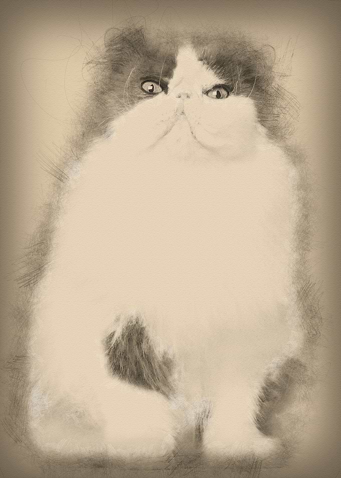 Persian cat 9 years old si