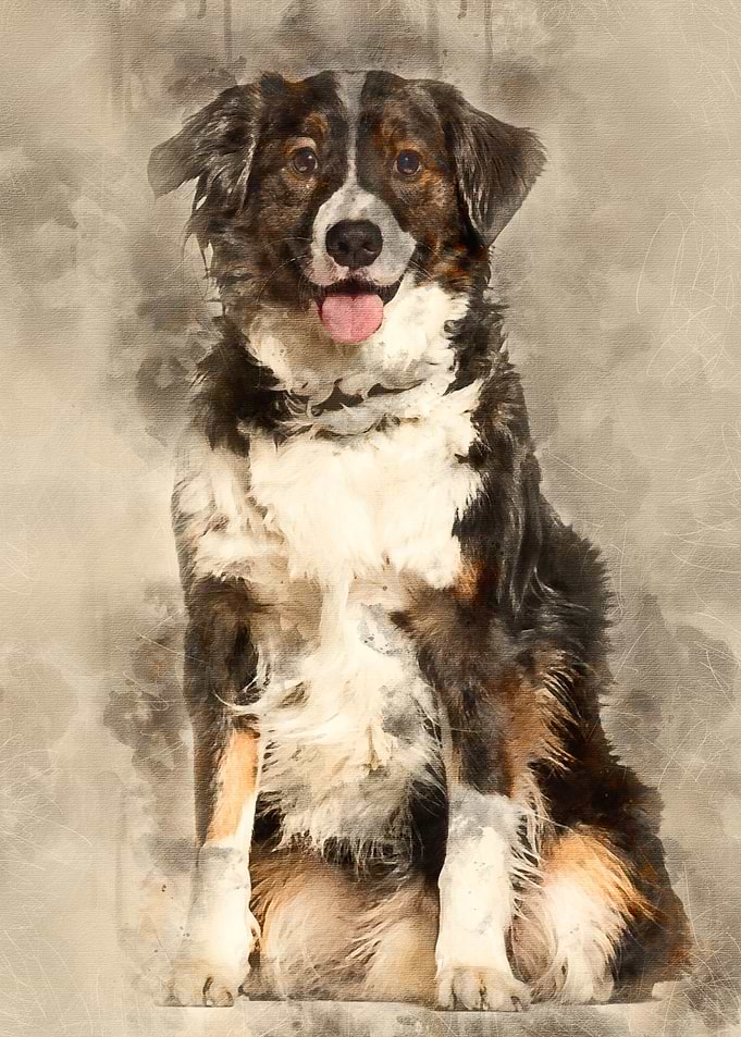 Mixedbreed dog 5 years o