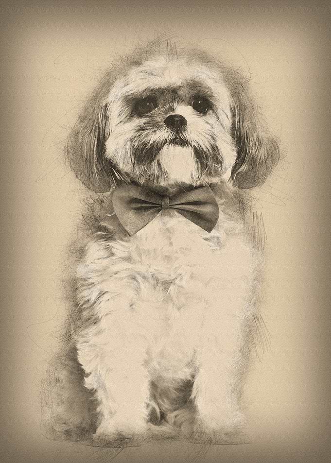 Lhasa Apso in bow tie agai