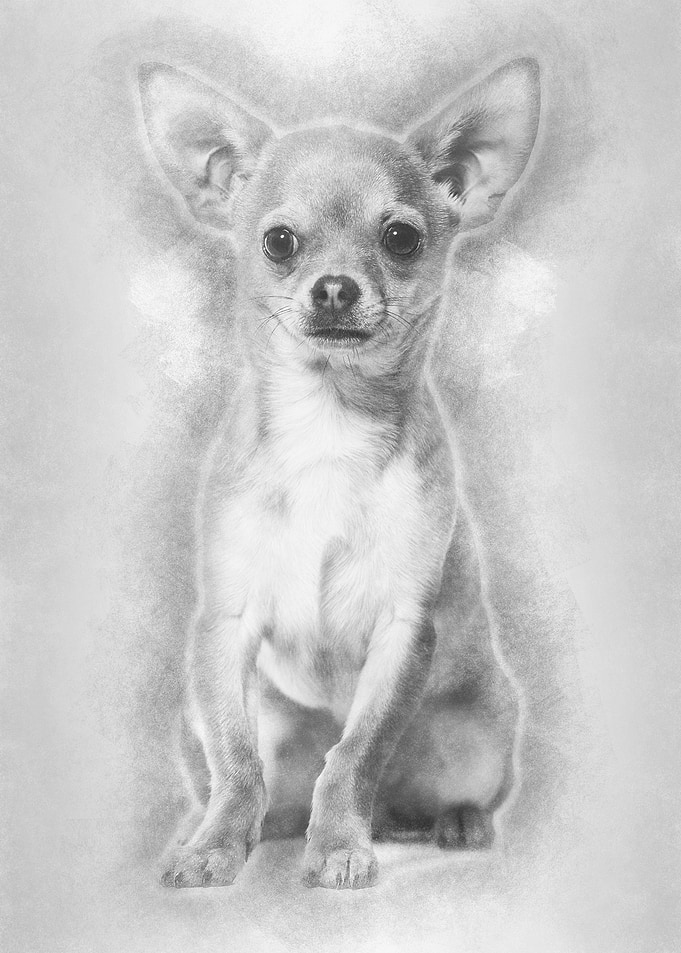 Chihuahua dog 6 months old