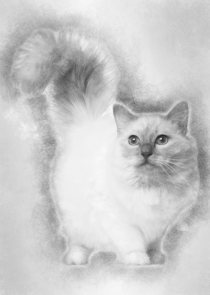 Birman cat 11 months old s