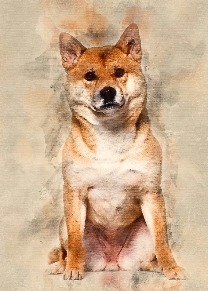Shiba Inu sitting against