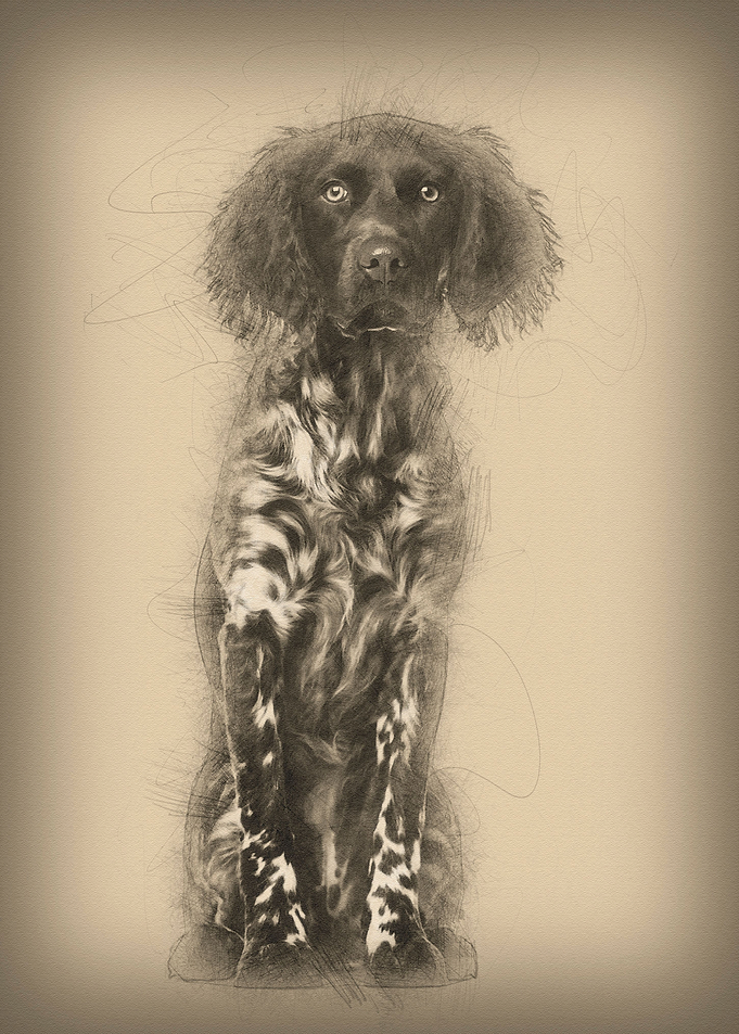 Munsterlander dog 9 month