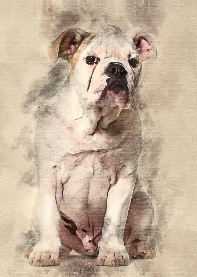 French Bulldog 5 months ol