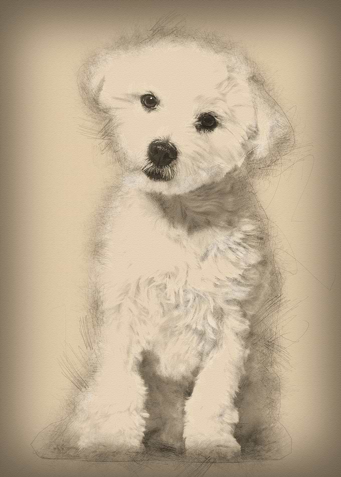 Maltese dog 11 months old